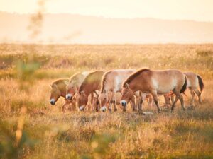 Przewalski-Pferde im Nationalpark Neusiedler See – Seewinkel. © Burgenland Tourismus / Peter Podpera